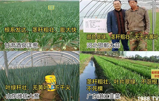 水溶肥市場大變革?海藻精、魚蛋白將被它代替!1000多用戶鼎力推薦!