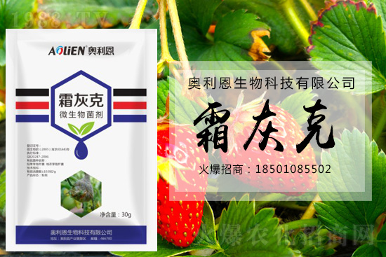 冬季草莓易發(fā)灰霉病,預防措施怎么做?