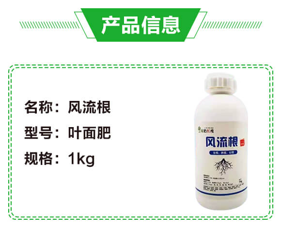 風流根(生根養(yǎng)根壯根)-綠肥_02