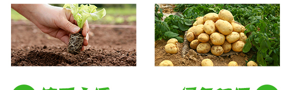 抗性薊馬專(zhuān)用殺蟲(chóng)劑-季戰(zhàn)-聯(lián)沃農(nóng)業(yè)_05