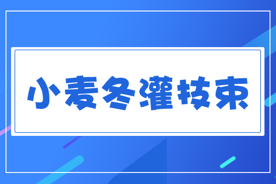 小麥冬灌技術