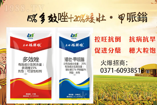 小麥冬前旺長(zhǎng)產(chǎn)量損失大，小麥控旺就選“正世矮胖墩”！