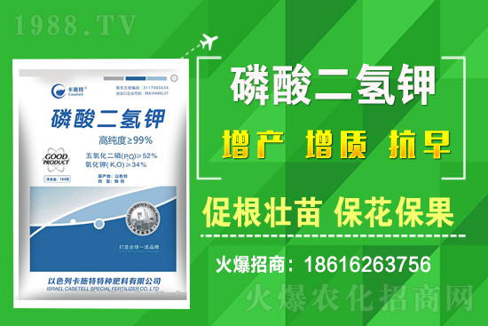 菠菜種植需要注意哪些問題?菠菜種植該怎么施肥?