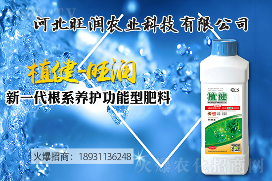 藍(lán)莓樹苗怎么種植?藍(lán)莓樹苗的種植及修剪除草技術(shù)!