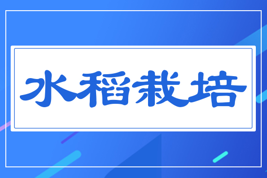水稻栽培