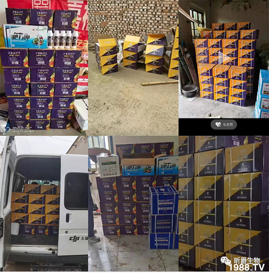 用過(guò)肥力精的小麥莖桿桿粗壯根系發(fā)達(dá)