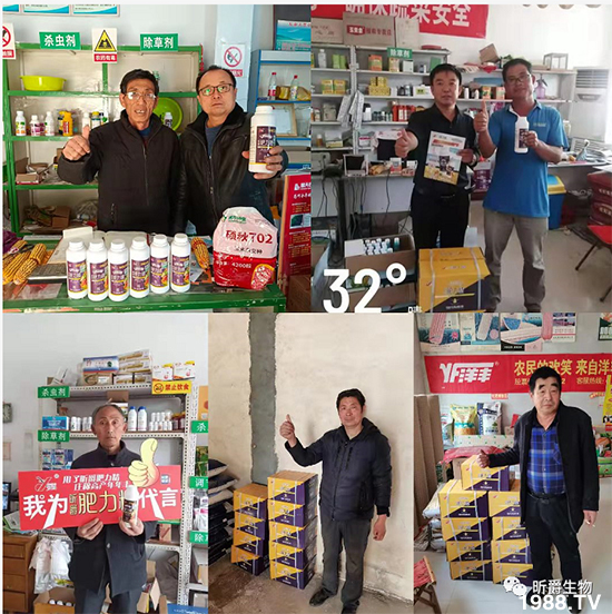 用過(guò)肥力精的小麥莖桿桿粗壯根系發(fā)達(dá)