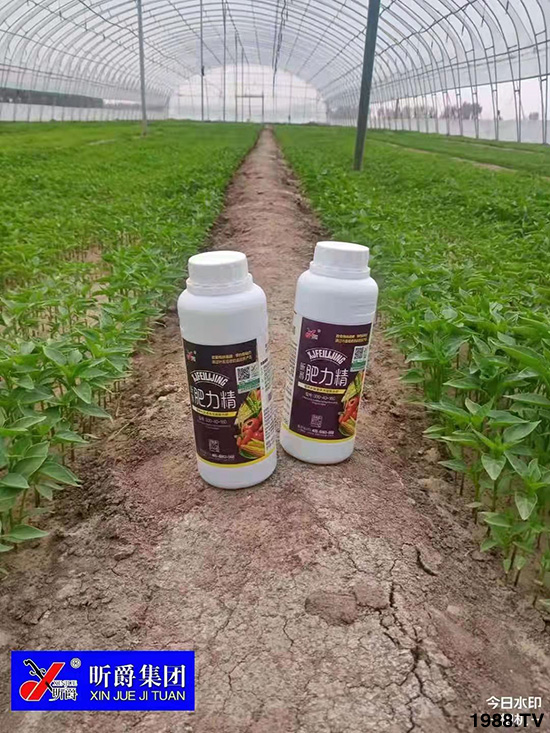 作物落花落果、座果低不用急!激發(fā)潛能,促花座果的秘訣在這!