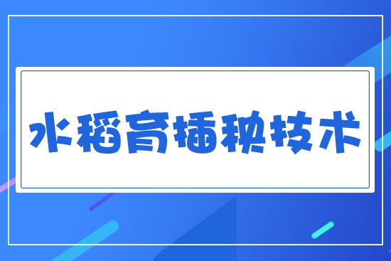 水稻育插秧技術