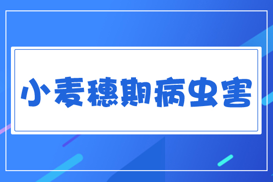 小麥穗期病蟲(chóng)害