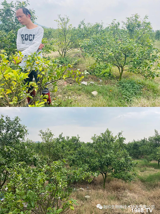 走進(jìn)田間地頭,助力柑橘產(chǎn)業(yè)