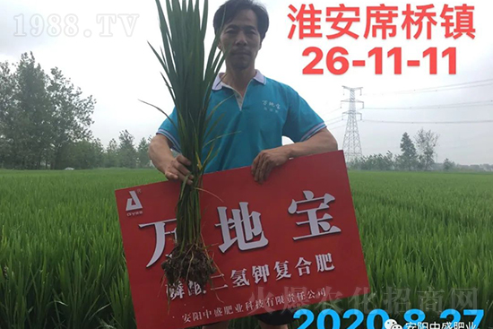 水稻分蘗不好對產(chǎn)量有多大影響?促進(jìn)水稻分蘗怎么做?