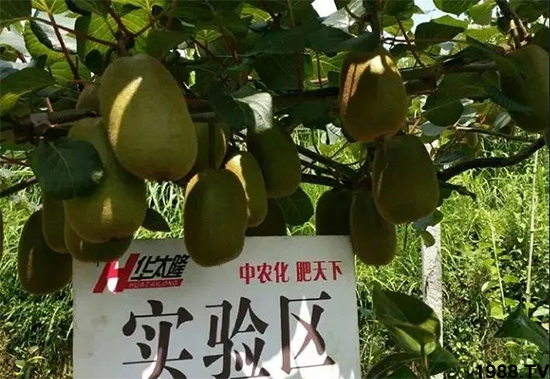 獼猴桃高產(chǎn)施肥方案