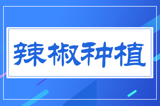 辣椒種植