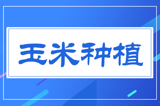 玉米種植