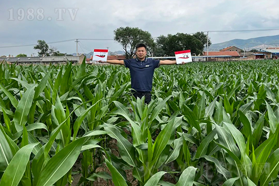 渾源玉米頂呱呱,營養(yǎng)補(bǔ)充全靠它