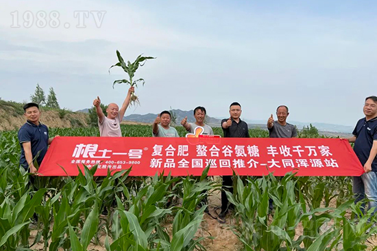 渾源玉米頂呱呱,營養(yǎng)補(bǔ)充全靠它