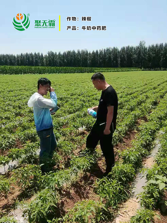 1kg牛奶中藥肥-聚無霸2