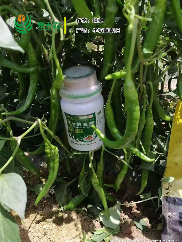 牛奶酵素肥-聚無霸3