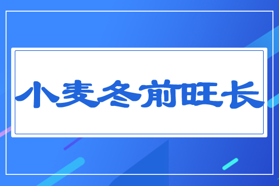 小麥冬前旺長(zhǎng)