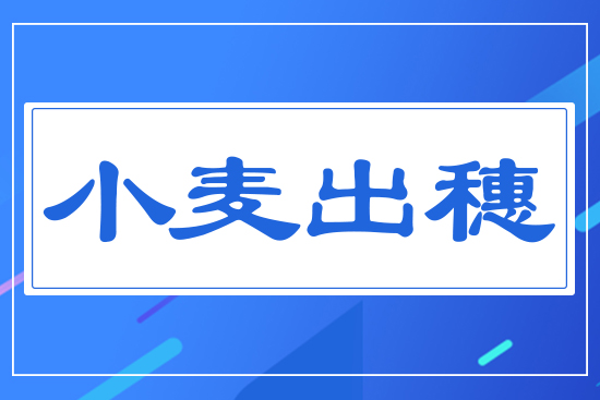 小麥出穗