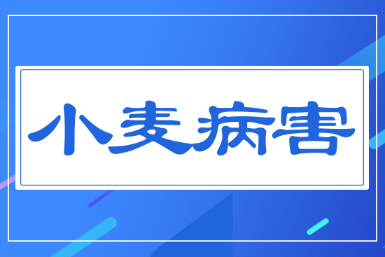 小麥病害