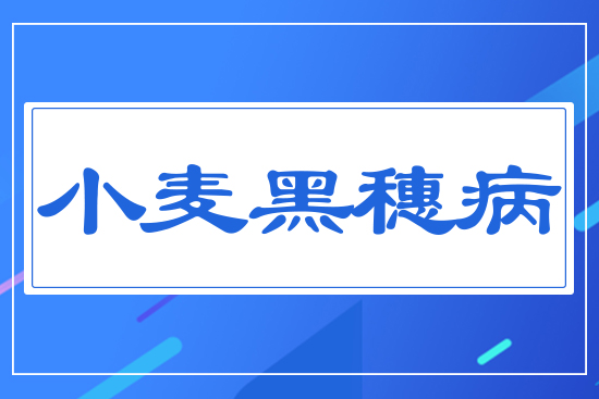 小麥黑穗病
