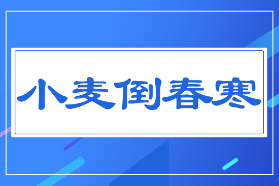小麥倒春寒