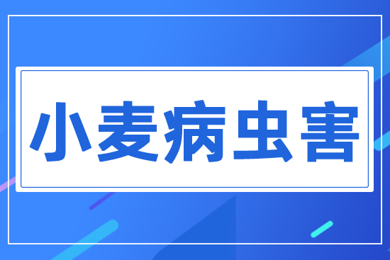 小麥病蟲(chóng)害