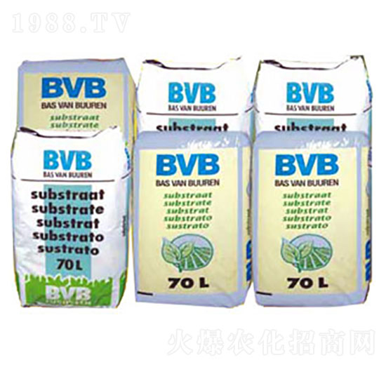 Nû|(zh)-BVB-r(nng)Q(mo)