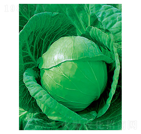 иʮһ{(ln)N-̫(l)NI(y)