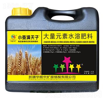 小麥滿天子-華能中礦